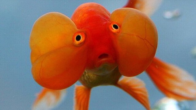 Teen Robber Kills Goldfish to 'Eliminate Witnesses'