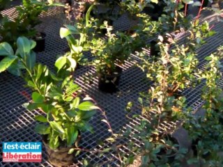 Fête des plantations : comment bien planter un rosier?