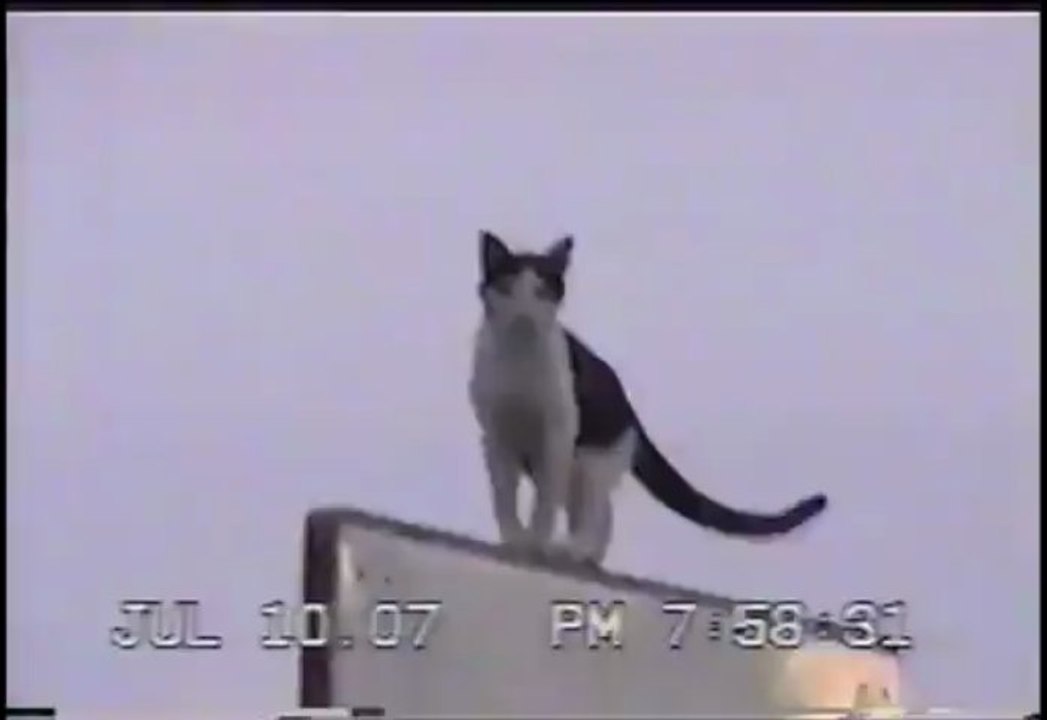 Chat descend d'un poteau de Basket