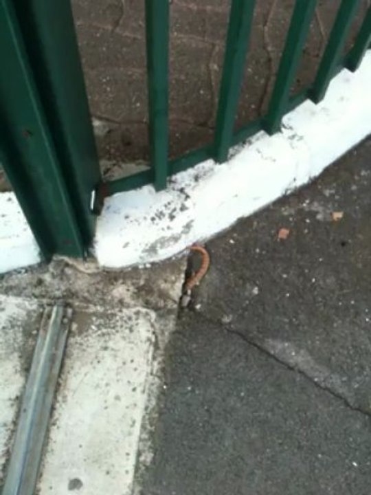 Un serpent venimeux retrouvé en pleine rue à Château-Thierry