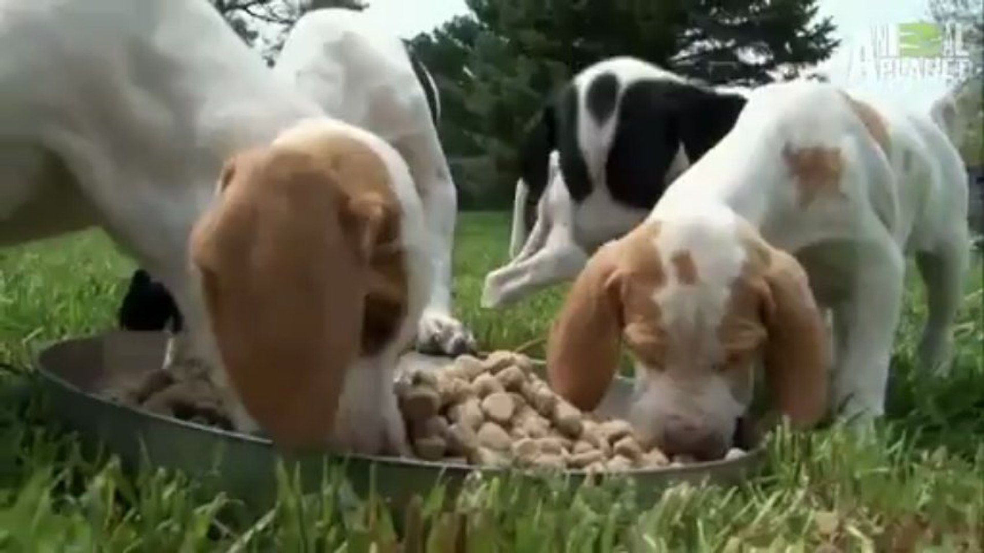 ⁣PET PRESTİJ / PET SÜPERMARKET