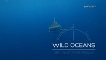 Diving with Sharks | Wild Oceans Ep1