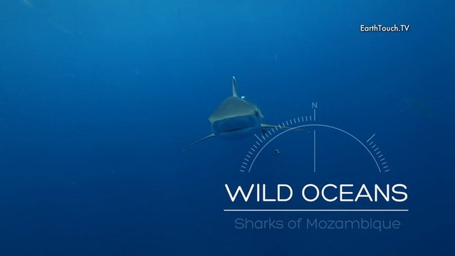 Diving with Sharks | Wild Oceans Ep1