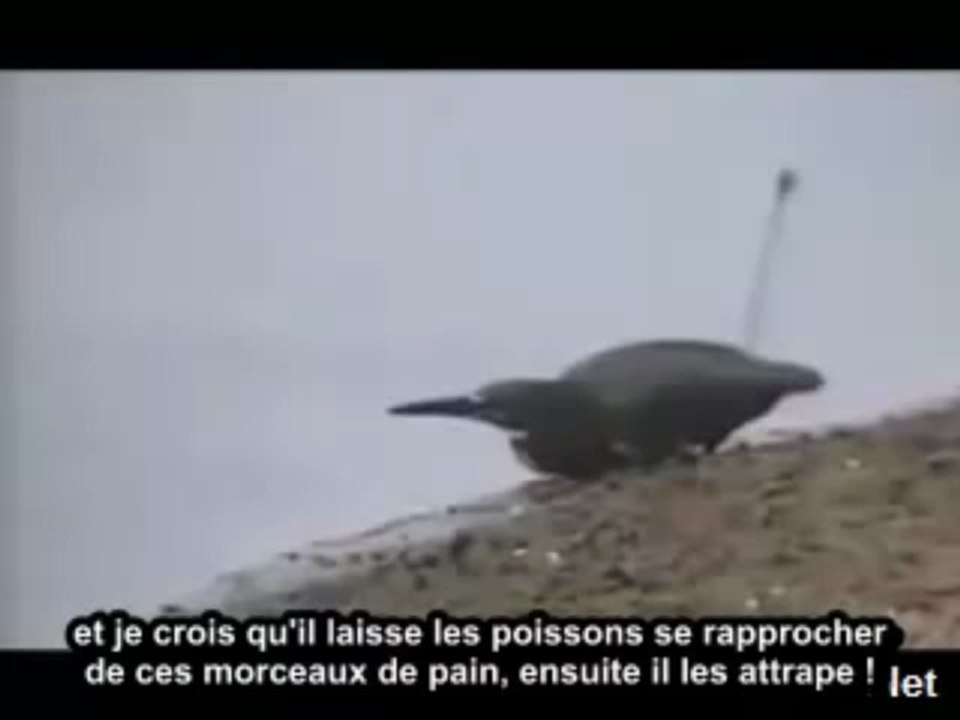 Un oiseau pêche avec du pain 2