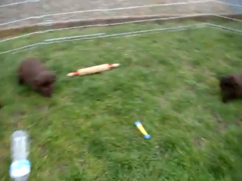 chiots terre neuve marron bronze de l'élevage de VALOYAN