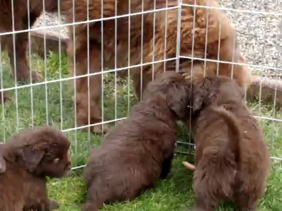 chiots terre neuve marron bronze de l'élevage de VALOYAN