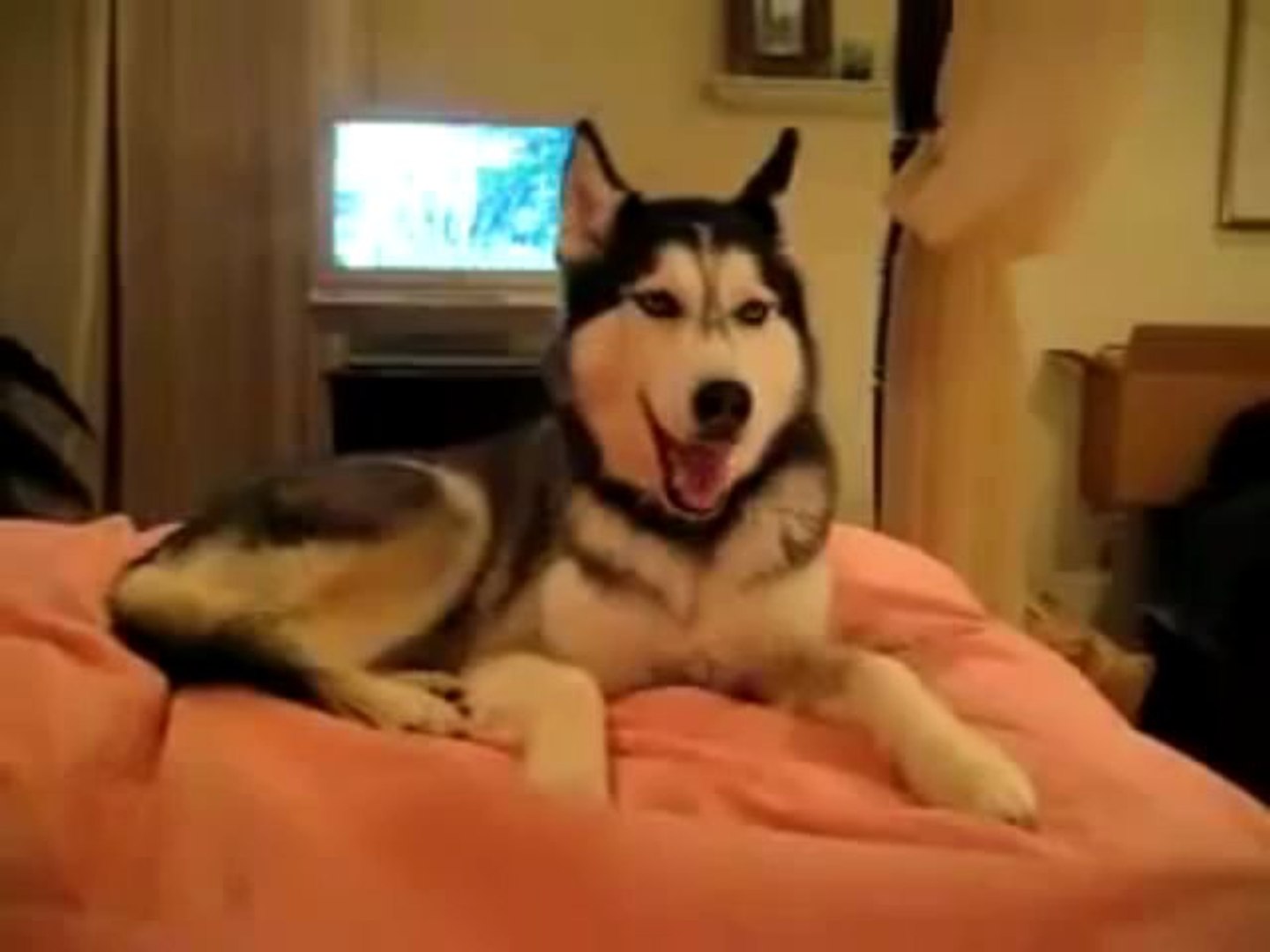 PET PRESTİJ / PET SÜPERMARKET