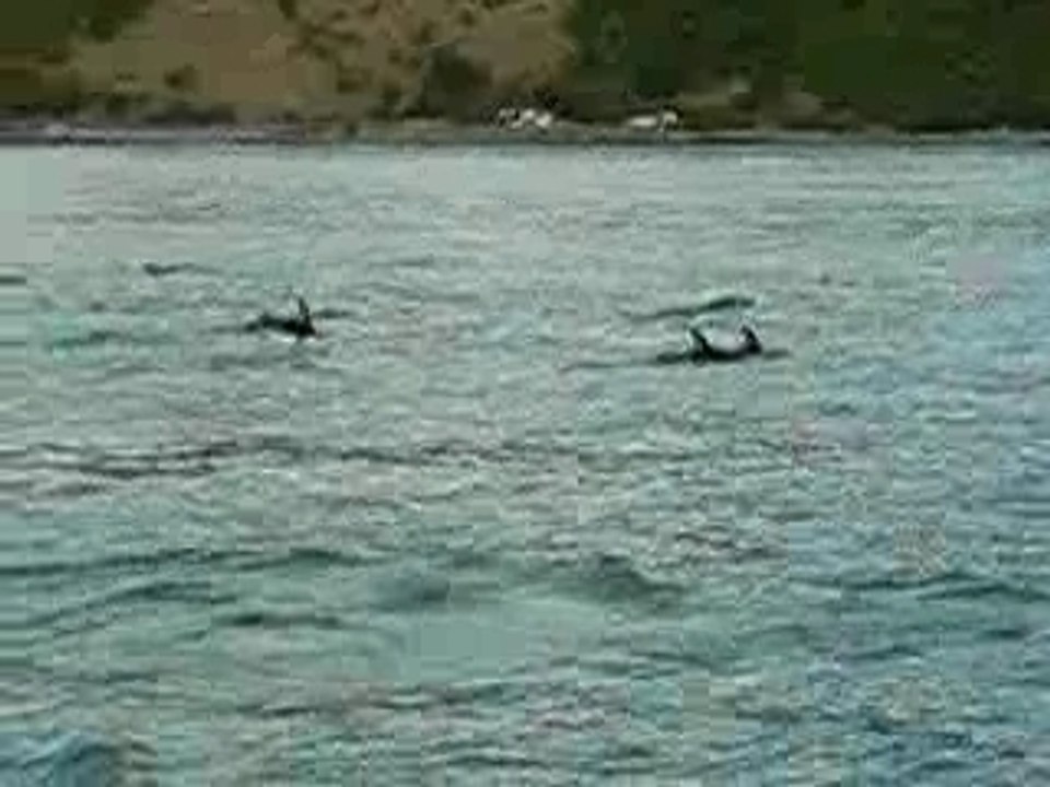 nelle-zelande-dauphins