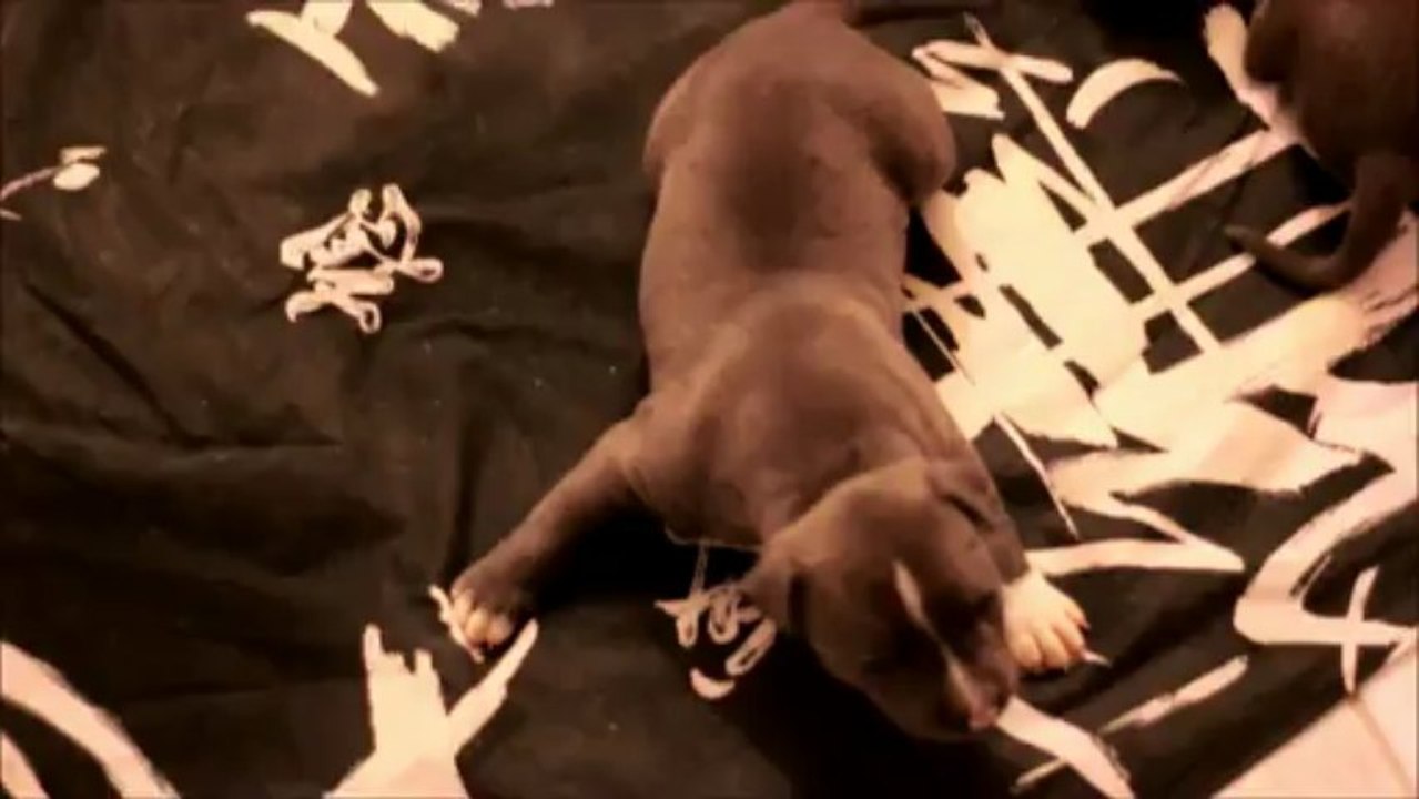 Shina,Aron et leurs 3 chiots AmStaff