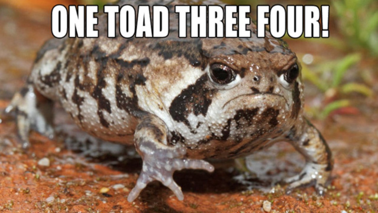 Move Over Grumpy Cat, Grumpy Toad Is Here