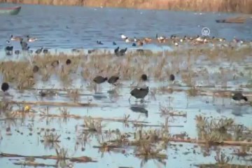 Manyas'ta kuş sayısı arttı