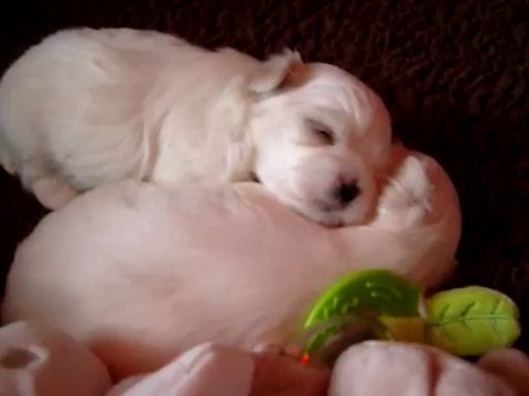 Icone 22 jours Bichon maltais