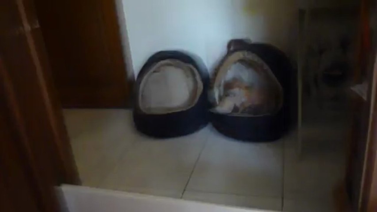 BB Chihuahuas 260313