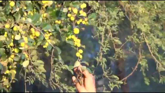 Organic Wheat for growing crops with organic Fertilizers 17 Feb 2013 Bahawalpur Pakistan