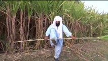 Organic Sugarcane using organic Fertilizers for Growing Crops 17 Feb 2013 Bahawalpur Pakistan