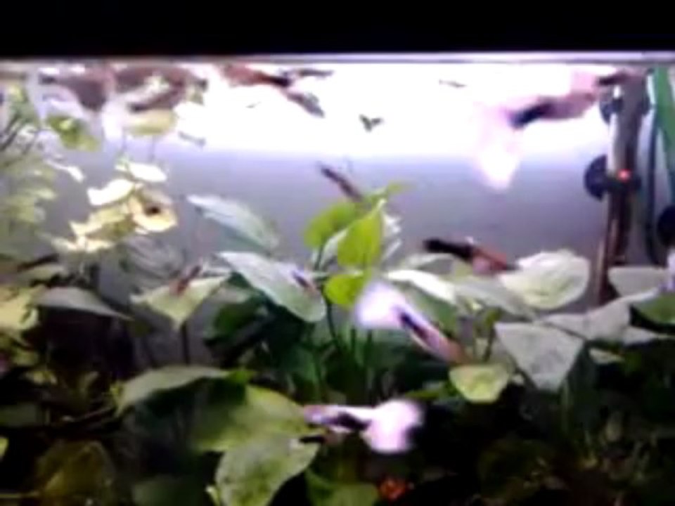 video-2013-03-18-18-22-12