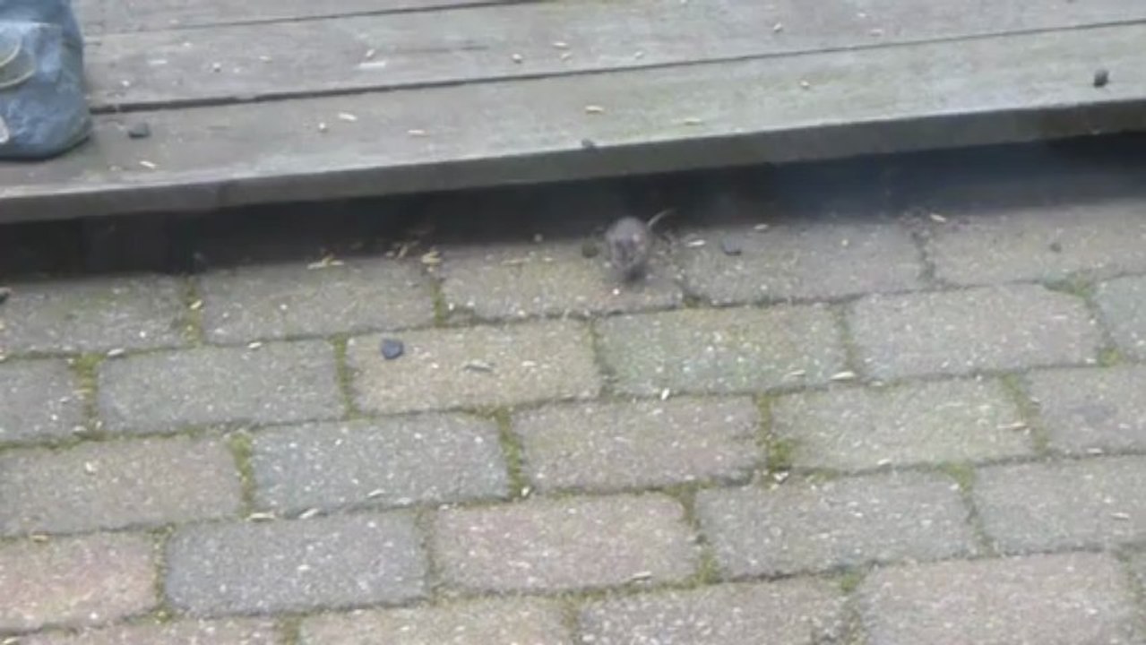 muis