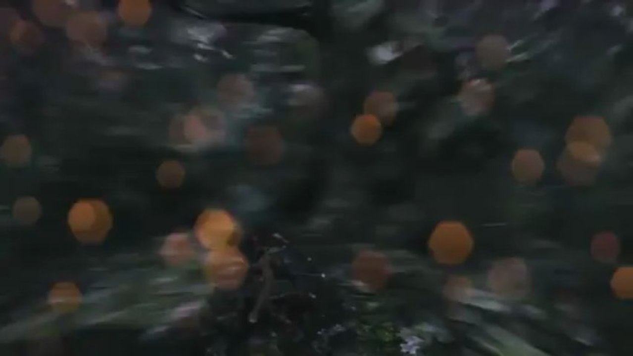 Tomb Raider [2] - Les Loups