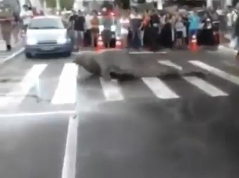 Морской лев на дороге в Бразилии