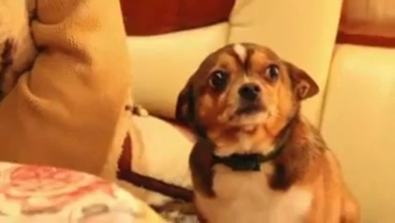A reacção de um cão ao receber um sermão da dona