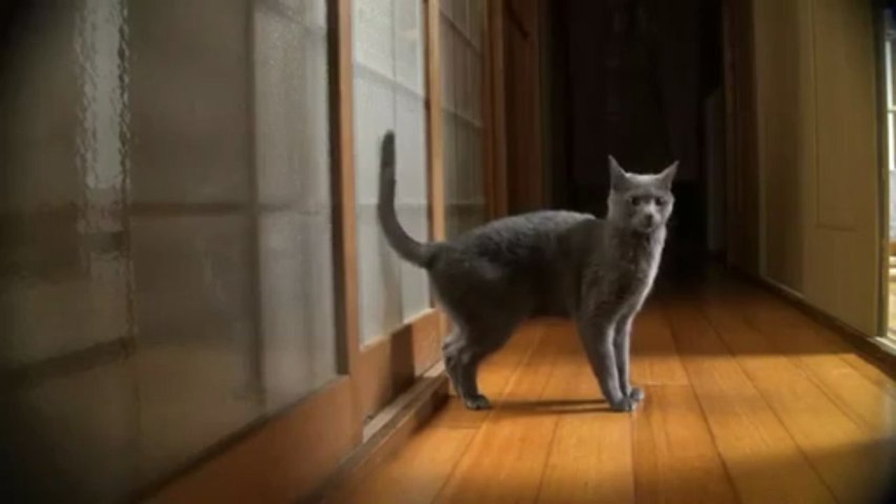 un chat frappe à la porte