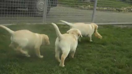 Les labradors à 9 semaines 3/4