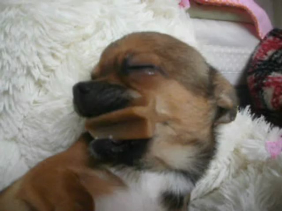 Hugo boss Chihuahua Elevage Des Dunes de keremma  5 mois