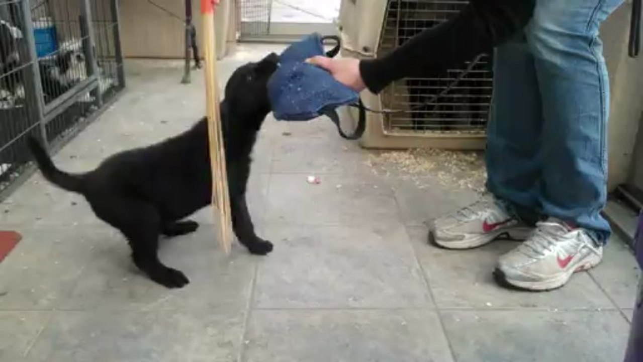 indie du blason a croix d'argent