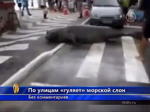 Огромный морской слон «вышел погулять» в Бразилии