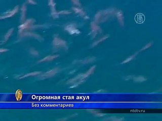 Аномальное скопление акул у берегов Австралии