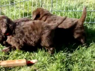 chiots terre neuve marron bronze de l'élevage de VALOYAN