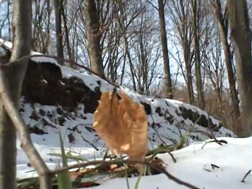 NATURE