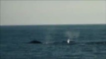 4 Gray Whales Fluking On Whale Watching Tour