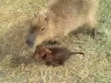 Ces deux chiots ont été adoptés par un énorme rongeur