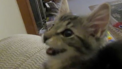 Cat Makes Goat Sounds