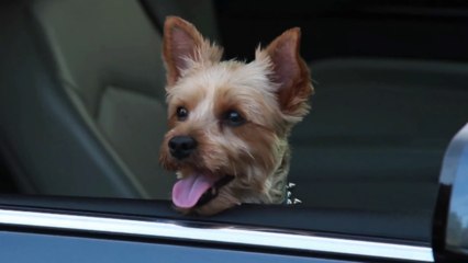 How To Keep Kids & Pets Safe In The Car