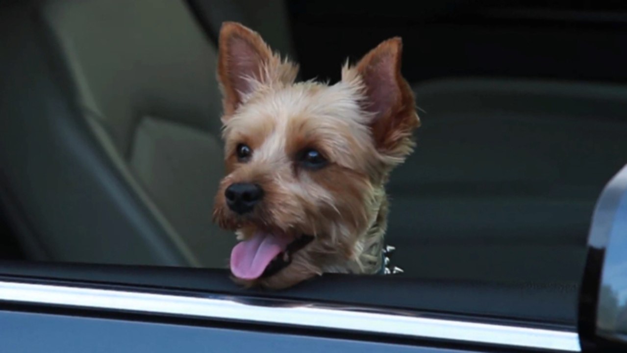 How To Keep Kids & Pets Safe In The Car