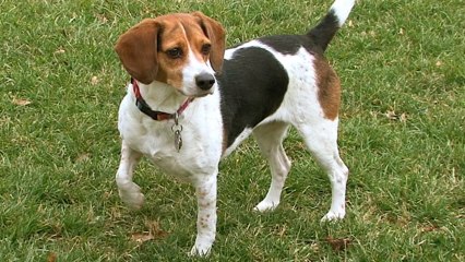 All About Beagles