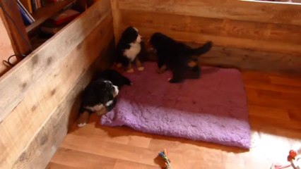 19 mars la sieste sauf pour bébé orange, bébé turquoise et Igor