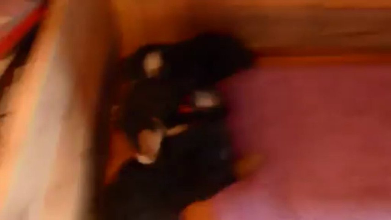 19 mars suite de la sieste...