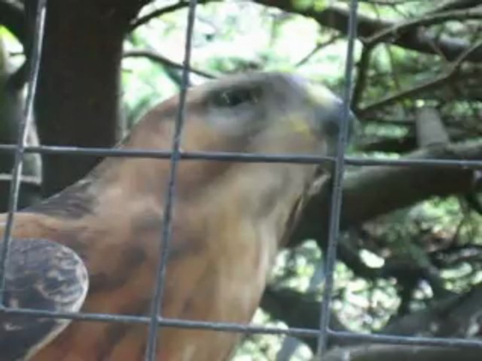 oiseau parle