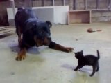 Big Dog vs. Little Kitten