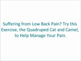 Upper Back Exercise - Cat and Camel Stretch