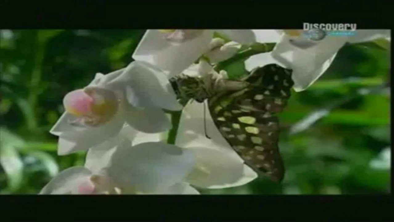 Das Alien Insekt - Die Gottesanbeterin