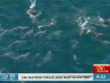 Cierran 4 playas australianas por la presencia de más de 100 tiburones