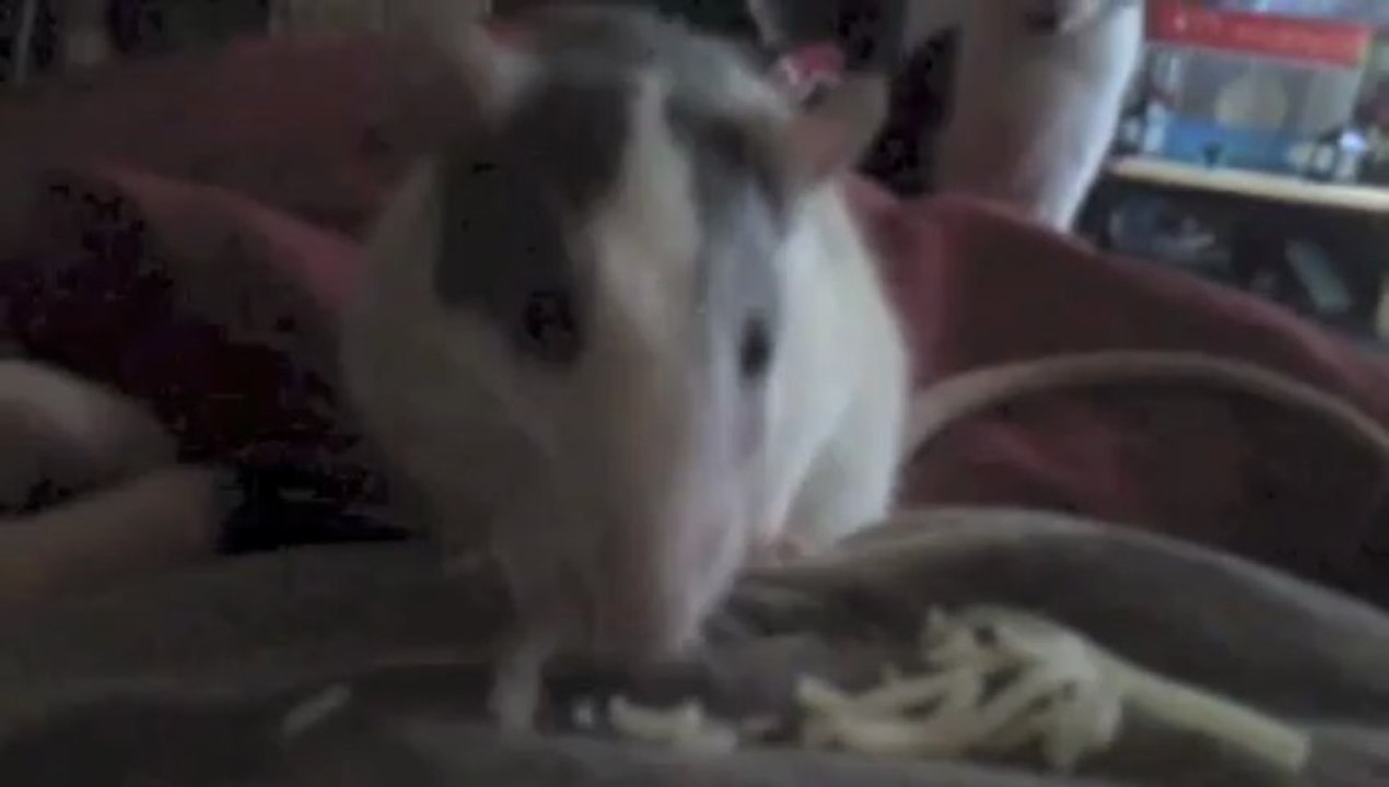 Ma rataboulette