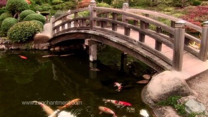Zen Garden - Koi Pond