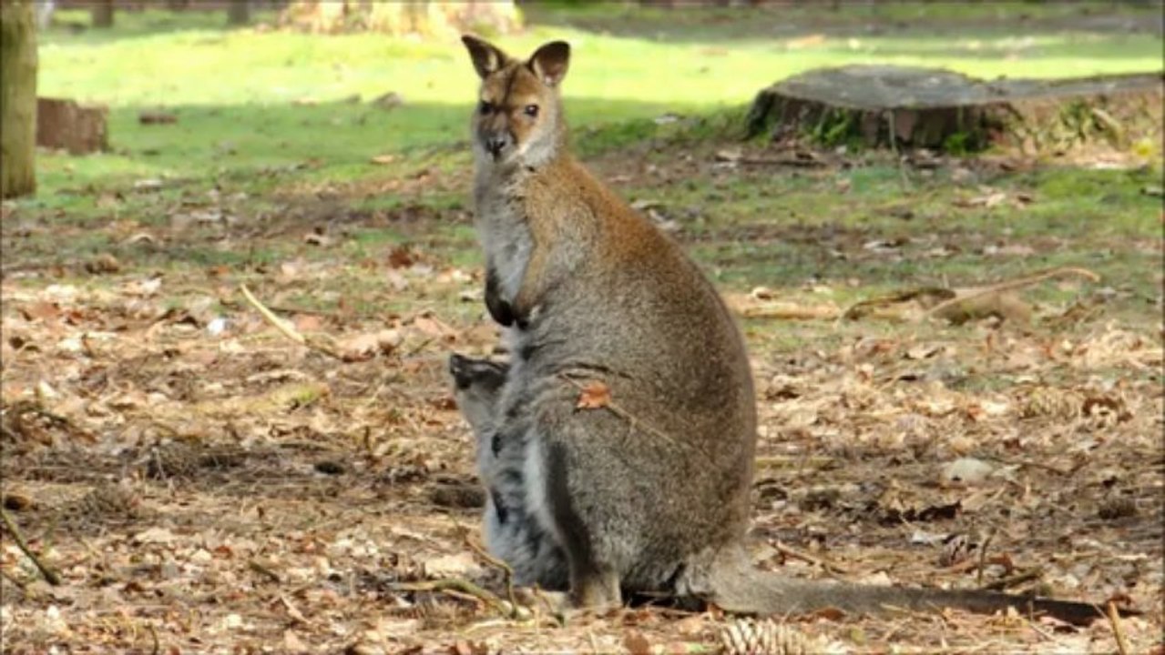 Wallaby de Bennett et son petit