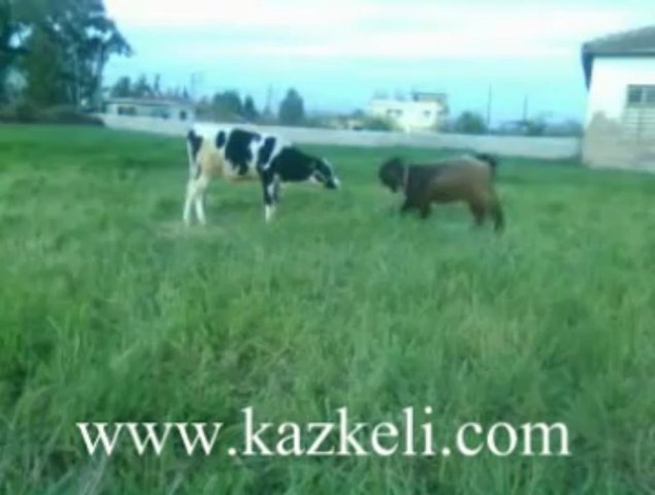 Teke ile Buzağının Dövüşü Canlı İzle