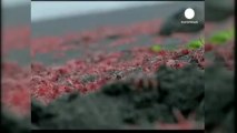 Moria di gamberetti sulle spiagge del Cile